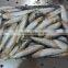 Good quality frozen sardine seafood fish 85-90 pcs