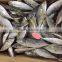 Frozen horse mackerel fish whole round