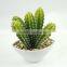 Factory Price Hot Sale Plastic Bonsai Home Artificial Cactus Plants