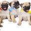 Chewing Jam Center Pet Food Machine