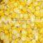High quality IQF Frozen Sweet Corn for sale