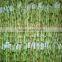 DRACAENA SANDERIANA 10cm-80cm straight lucky bamboo bonsai hot sale in USA market indoor ornamental water aquatic plants