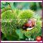 2015 Organic Yanshan Bulk fresh Chinese Chestnuts