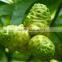 GMP Manufacturer Supply Natural Noni Fruit Powder