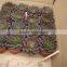 Echeveia 'Black Prince' of succulent plants