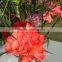 unique fresh cut flowers colombia carnations wholesale for parties