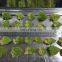 Sinocharm Frozen Vegetable Insect Free Safety IQF Frozen Romanesco