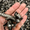 Titanium scrap Gr5 Titanium scrap turnings for Ferro Titanium