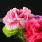 Color smilling face colorful single carnation