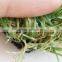 Brand New Football Artificial Turf Grass