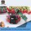Special Zebra-Stripe Pet Collar with Easy-release Buckle