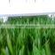 Green Farm Poultry Fodder Breeding Room