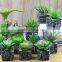 Newest Design Succulent Plants Mini Succulent Plant Artificial Plants Succulent Plant