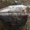 new frozen fish black moon fish HGT