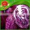 2016 Chinese fresh red cabbage/fresh purple cabbage frozen cabbage
