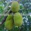 High quality jackfruit fruit Seeds artocarpus heterophyllus seeds For planting