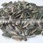 Hot Sale 5009 Big Size Sunflower Seeds