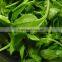 GMP Certified Manufacturer Supply Natural Andrographis Paniculata Extract