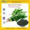 GMP Certified Manufacturer Supply Natural Spinach Extract Powder