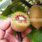 kiwifruit tree seedling