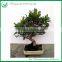 Indoor Plants Ficus Evergreen Bonsai