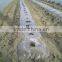 PE Transparent Agriculture Plastic Film Perforated or Not