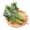 Green Vegetables Frozen Healthy Vegetables 2021 New Crop Food Planet Hot Selling Iqf Frozen Spinach