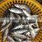 BQF Whole Round big eyes horse mackerel with size 50 - 70 g
