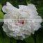 Fresh stylish peony flower marking in china