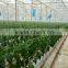 Hydroponic Greenhouse made of Galvanized Steel Pipe