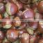 chinese snack food/Fresh & Dried Organic Chestnuts
