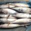 China manufactuer seafrozen bonito Bullet tuna