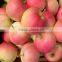 Gansu Fresh Fruit gala apple for sale