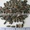 Hot Sale 5009 Big Size Sunflower Seeds