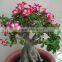desert rose