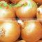 2014 crops fresh Onions for sale