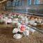 Goldenest flex feed auger for silo poultry feeding system auger feeder JCZY-AU03