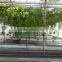 Professional Greenhouse Used Commercial Hydroponic Systems