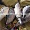 300-500g Frozen bonito tuna fish