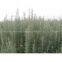 supply Rosemary extract