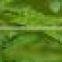 Premium Grade Phyllanthus niruri Powder Sales And Export