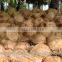 Fresh supreme vegetable in india