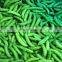 Sinocharm New Season Fresh Crisp Organic Frozen Sugar Snap Peas IQF Sugar Snap Peas