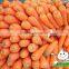 Hot sale Carrot,Fresh Red Carrot,Carrot Juice,Carrot Harvest Season