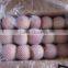 2015 Chinese Fresh sweet fuji apple with good quality