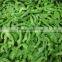 Supply IQF Green Pepper Slicede with best price