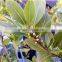 100% pure bay leaf oil wholesale,Free sample