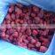Senge frezon strawberry