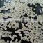 100% Broken Jasmine Rice for Senegal, Ivory Cost for french Africa