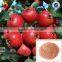 Freeze Dried Hawthorn Berry Powder Herbal Fruit Powder
